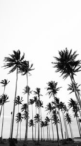 Preview wallpaper palms, bw, nature, minimalism