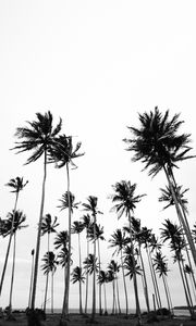 Preview wallpaper palms, bw, nature, minimalism