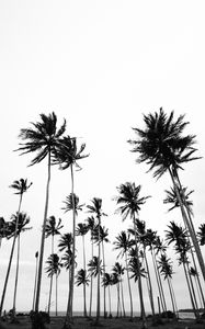 Preview wallpaper palms, bw, nature, minimalism