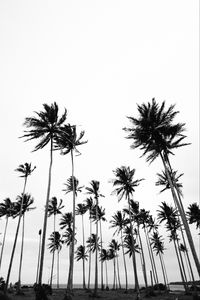 Preview wallpaper palms, bw, nature, minimalism