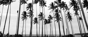 Preview wallpaper palms, bw, nature, minimalism