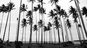 Preview wallpaper palms, bw, nature, minimalism