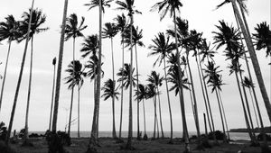 Preview wallpaper palms, bw, nature, minimalism