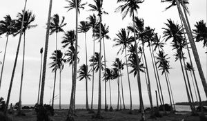 Preview wallpaper palms, bw, nature, minimalism