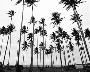 Preview wallpaper palms, bw, nature, minimalism