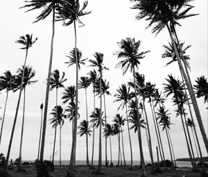 Preview wallpaper palms, bw, nature, minimalism