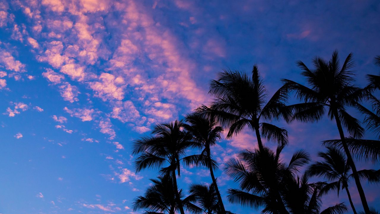 Wallpaper palms, clouds, outlines, sunset, tropics