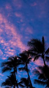 Preview wallpaper palms, clouds, outlines, sunset, tropics