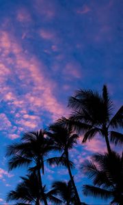 Preview wallpaper palms, clouds, outlines, sunset, tropics