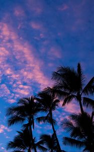 Preview wallpaper palms, clouds, outlines, sunset, tropics