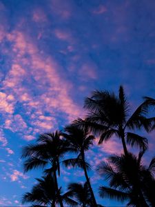 Preview wallpaper palms, clouds, outlines, sunset, tropics