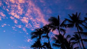 Preview wallpaper palms, clouds, outlines, sunset, tropics