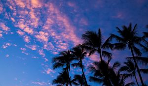 Preview wallpaper palms, clouds, outlines, sunset, tropics