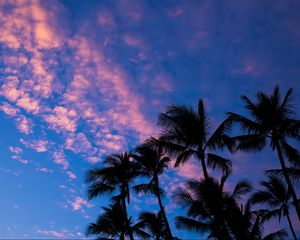 Preview wallpaper palms, clouds, outlines, sunset, tropics
