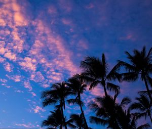 Preview wallpaper palms, clouds, outlines, sunset, tropics