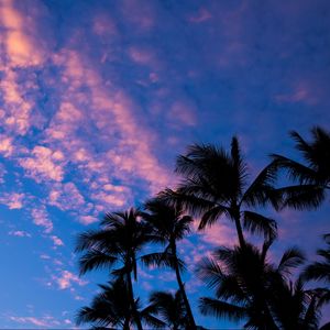 Preview wallpaper palms, clouds, outlines, sunset, tropics