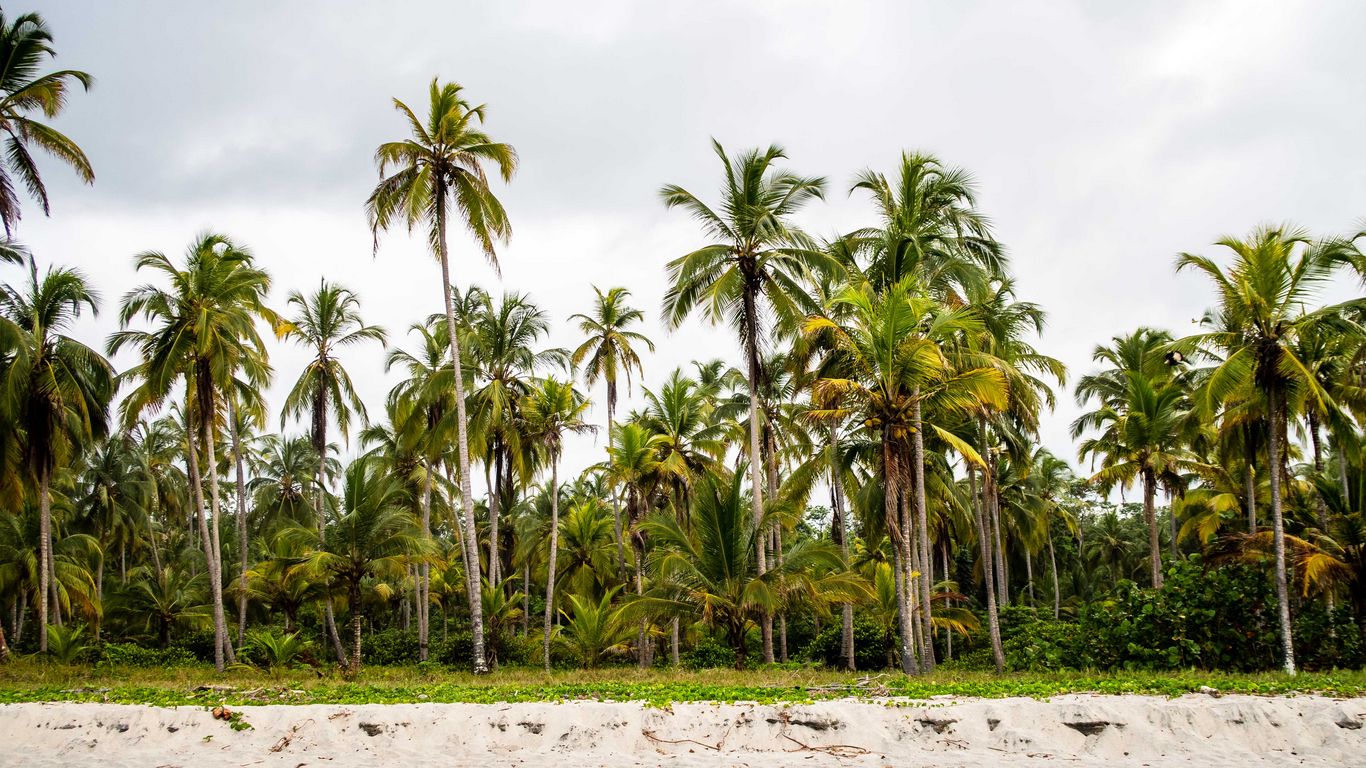 Download wallpaper 1366x768 palms, forest, trees, tropics tablet ...