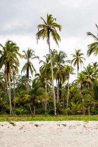 Preview wallpaper palms, forest, trees, tropics