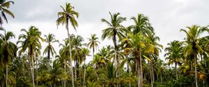 Preview wallpaper palms, forest, trees, tropics