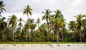 Preview wallpaper palms, forest, trees, tropics
