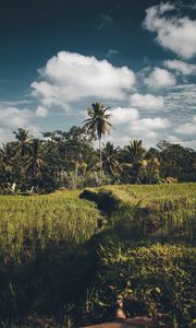 Preview wallpaper palms, grass, sky, summer