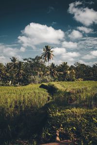 Preview wallpaper palms, grass, sky, summer