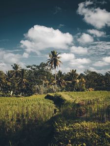 Preview wallpaper palms, grass, sky, summer