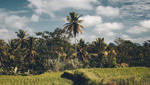 Preview wallpaper palms, grass, sky, summer