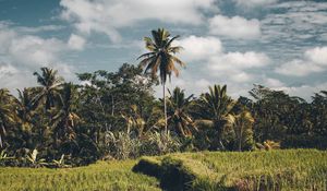 Preview wallpaper palms, grass, sky, summer