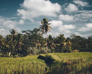Preview wallpaper palms, grass, sky, summer