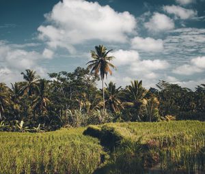 Preview wallpaper palms, grass, sky, summer