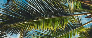 Preview wallpaper palms, leaves, branches, tropics, summer