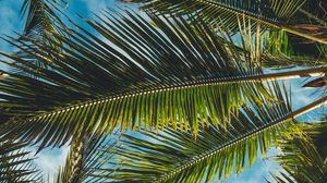 Preview wallpaper palms, leaves, branches, tropics, summer