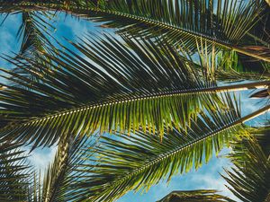 Preview wallpaper palms, leaves, branches, tropics, summer