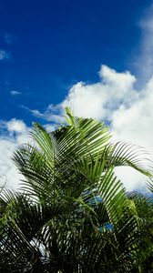 Preview wallpaper palms, leaves, sky, clouds, tropics