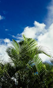 Preview wallpaper palms, leaves, sky, clouds, tropics