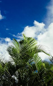 Preview wallpaper palms, leaves, sky, clouds, tropics