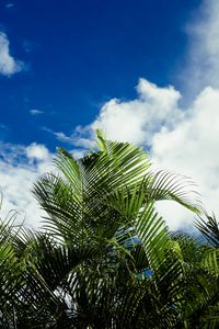 Preview wallpaper palms, leaves, sky, clouds, tropics