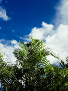 Preview wallpaper palms, leaves, sky, clouds, tropics