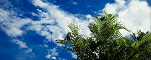 Preview wallpaper palms, leaves, sky, clouds, tropics