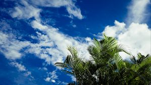 Preview wallpaper palms, leaves, sky, clouds, tropics