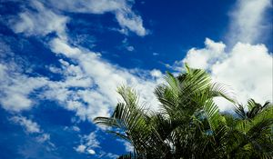 Preview wallpaper palms, leaves, sky, clouds, tropics