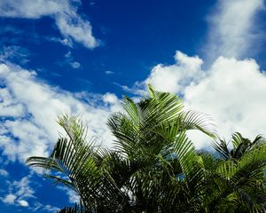 Preview wallpaper palms, leaves, sky, clouds, tropics