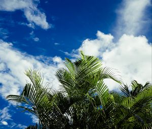 Preview wallpaper palms, leaves, sky, clouds, tropics