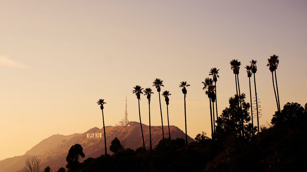 Wallpaper palms, mountains, bushes, hollywood