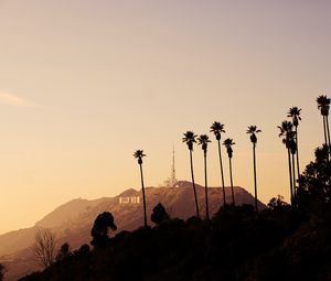 Preview wallpaper palms, mountains, bushes, hollywood