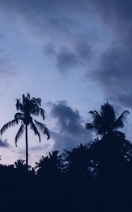 Preview wallpaper palms, night, clouds