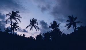 Preview wallpaper palms, night, clouds