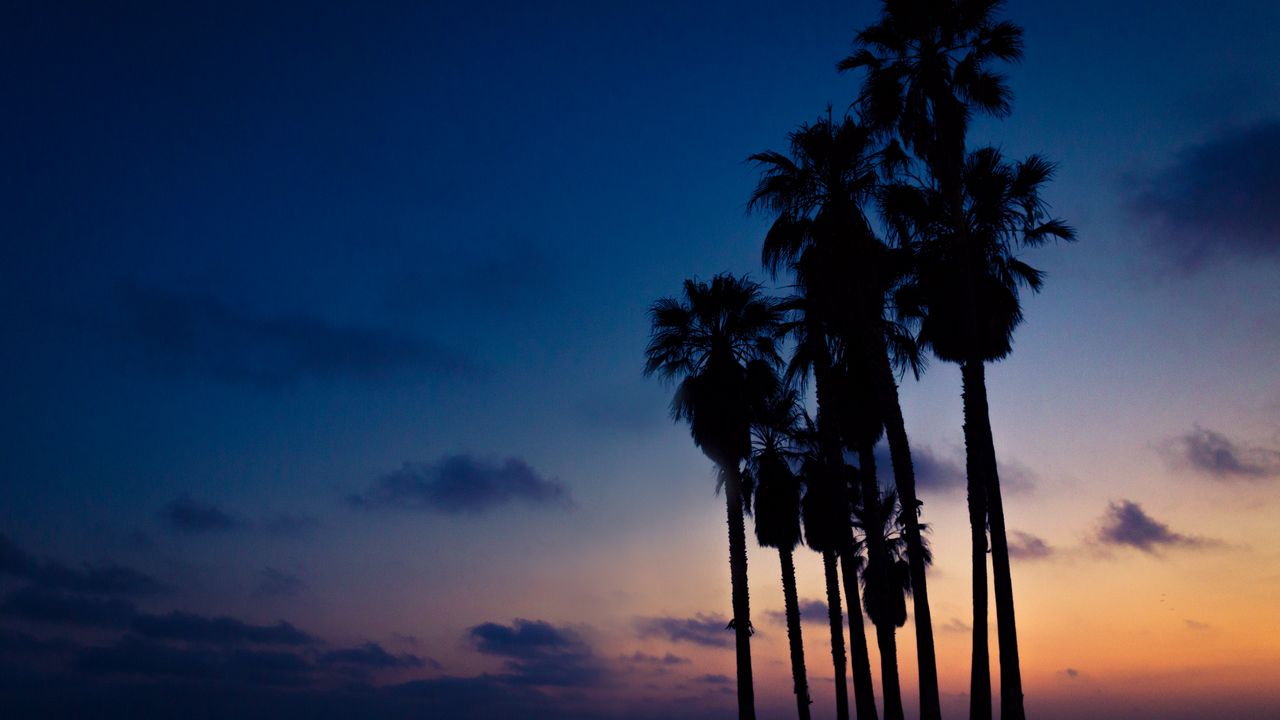 Wallpaper palms, night, sky