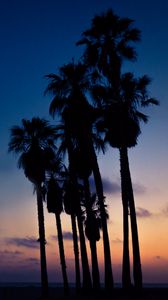 Preview wallpaper palms, night, sky
